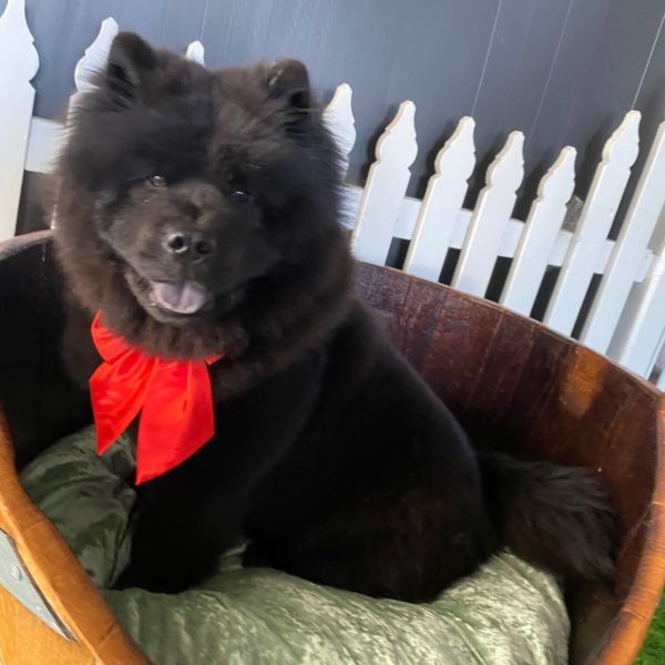 POLISHED PAWS DOG WASH & GROOMING