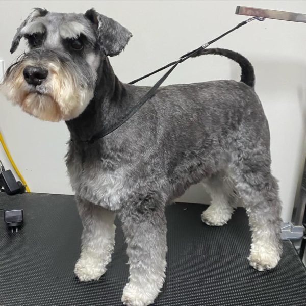 POLISHED PAWS DOG WASH & GROOMING