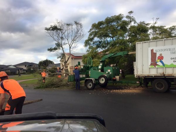 TREE REMOVAL, CHIPPING, STUMP GRINDING