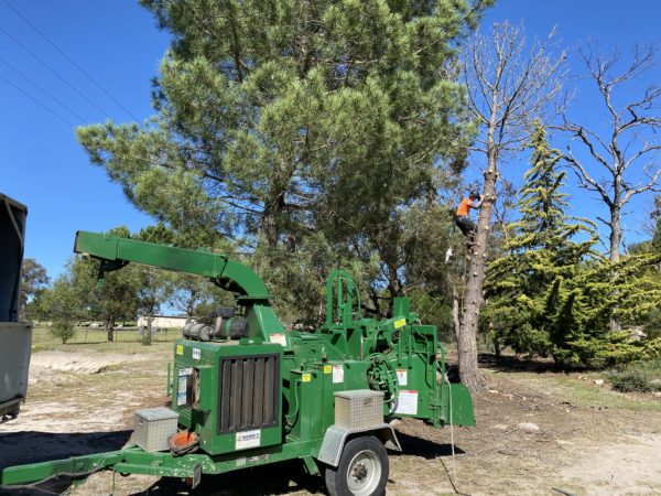 TREE REMOVAL, CHIPPING, STUMP GRINDING