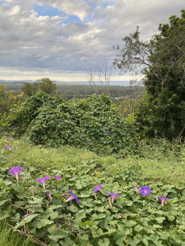 Health & Wellness Coaching