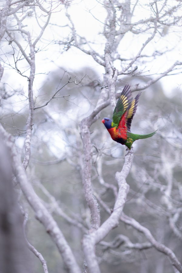 Private lessons via zoom: photography, Lightroom, and photoshop 100% Qoin