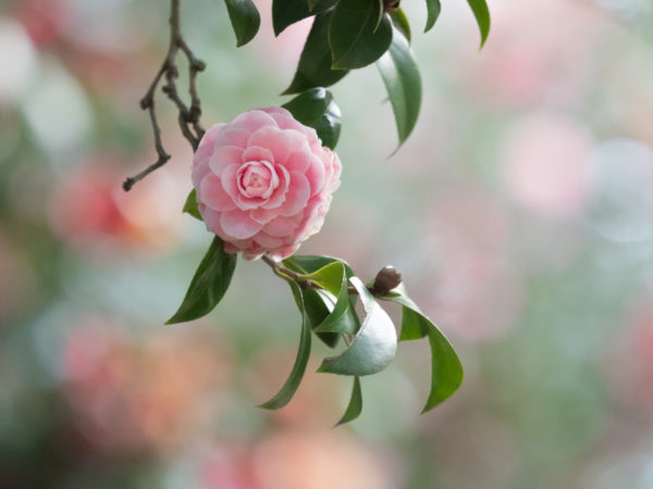 Private lessons via zoom: photography, Lightroom, and photoshop 100% Qoin