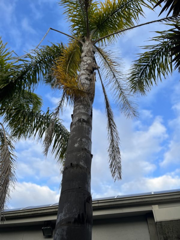 established palm trees
