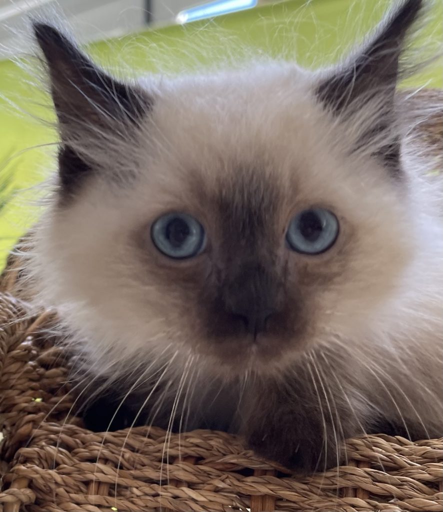 Purebred ragdoll kittens 50/50