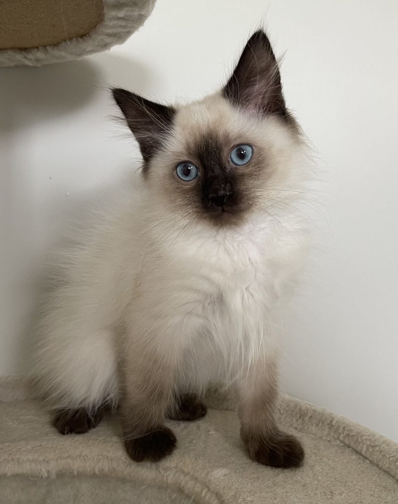 Purebred ragdoll kittens 50/50